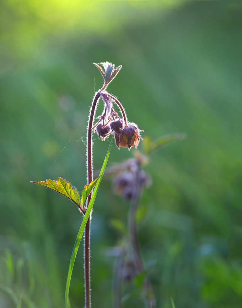 photo "***" tags: macro and close-up, nature, 