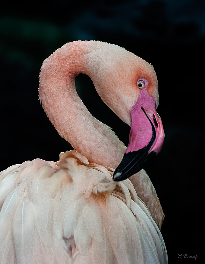 фото "The look" метки: природа, 
