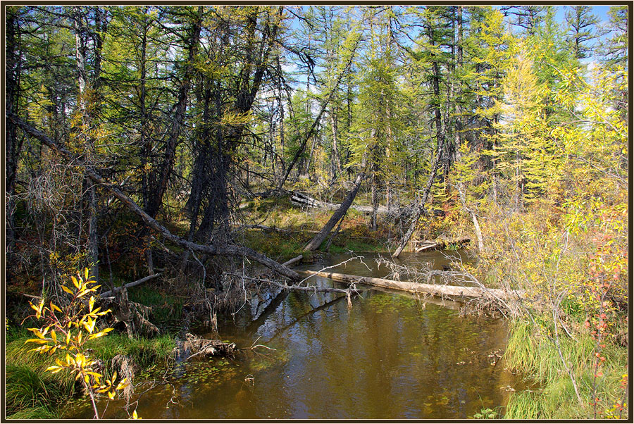 photo "***" tags: landscape, autumn, taiga, ручей