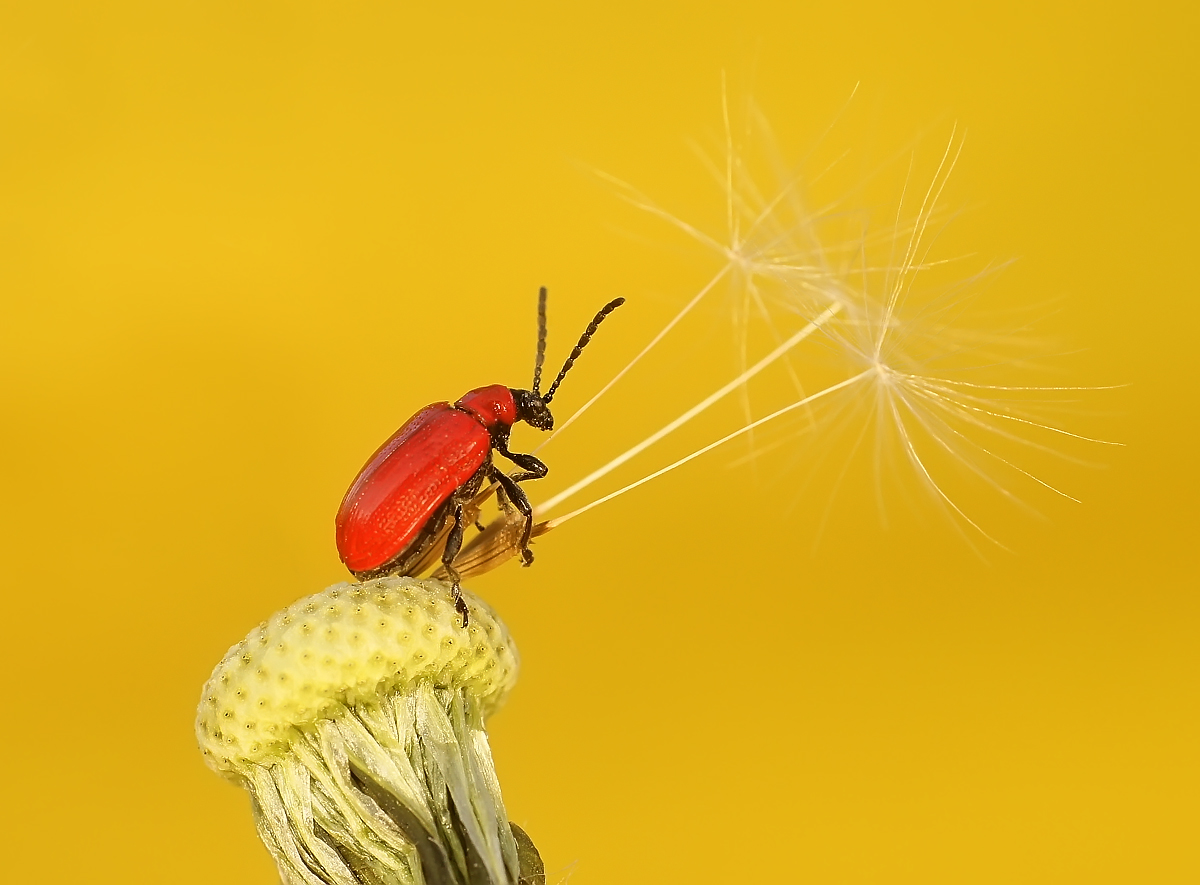 фото "Кавалер с букетом" метки: макро и крупный план, лилейная трещалка, макро, насекомое