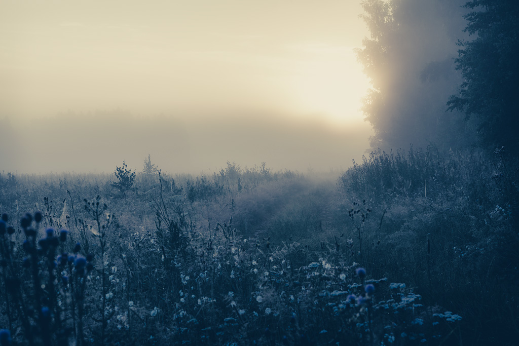 photo "Misty Dawn" tags: landscape, nature, fog, morning, sunrise, Восход, спокойствие