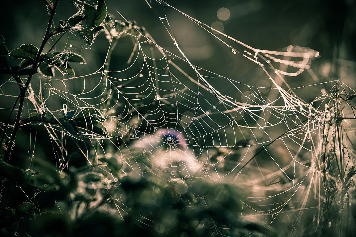 photo "Mysteries of the web" tags: nature, fragment, morning, паутина, роса, тайна