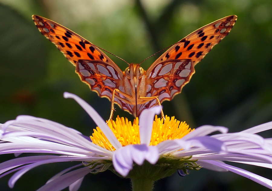 фото "Орел" метки: макро и крупный план, природа, бабочка, макро, насекомое