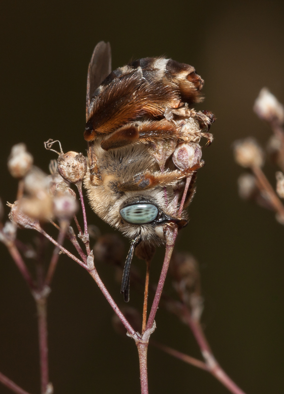 фото "Сладкий сон пчелы." метки: макро и крупный план, природа, 