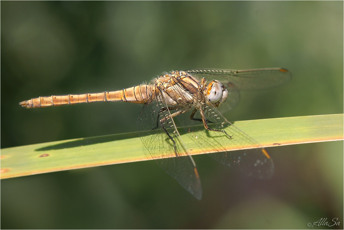 photo "***" tags: macro and close-up, nature, fragment, 