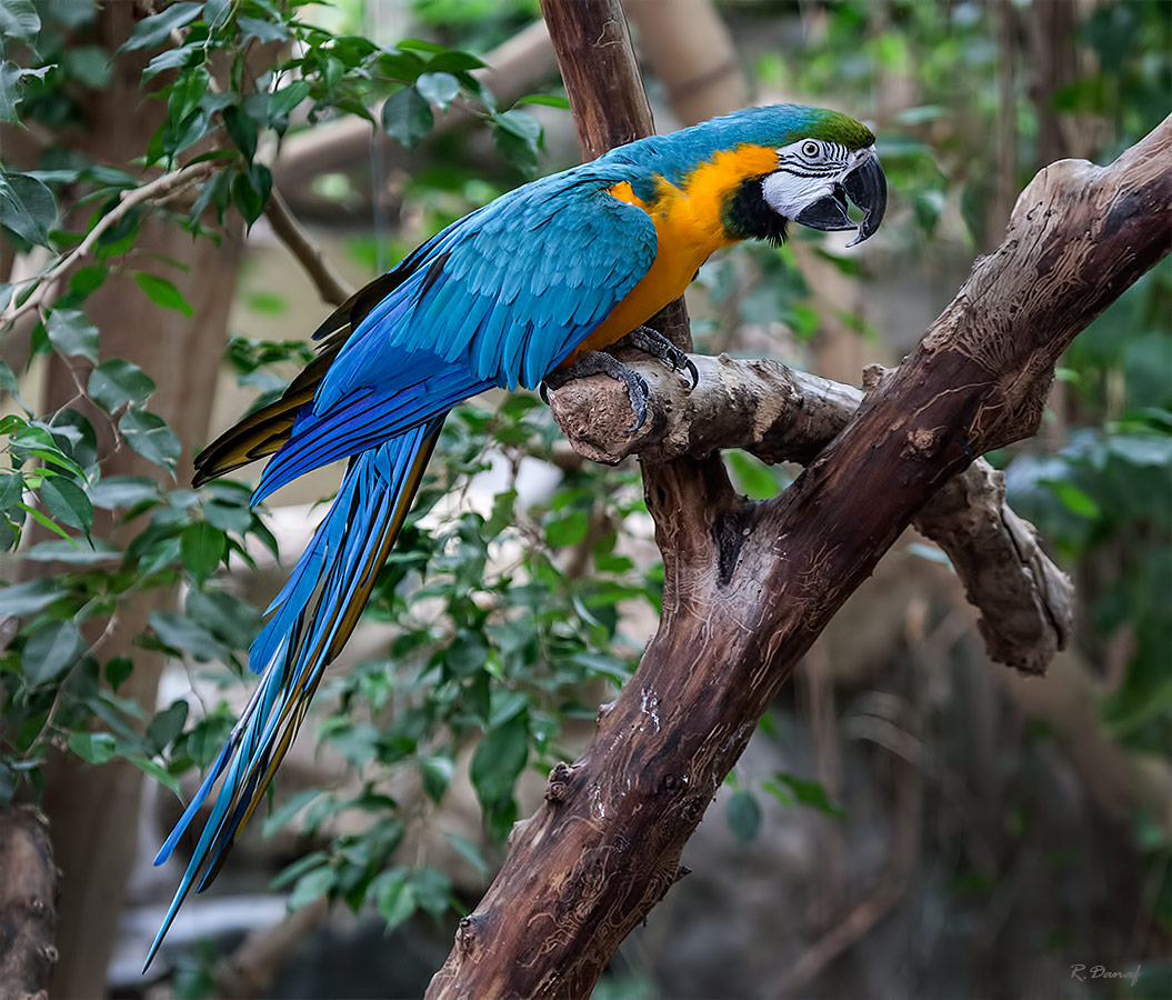 photo "The parrot 2" tags: nature, 