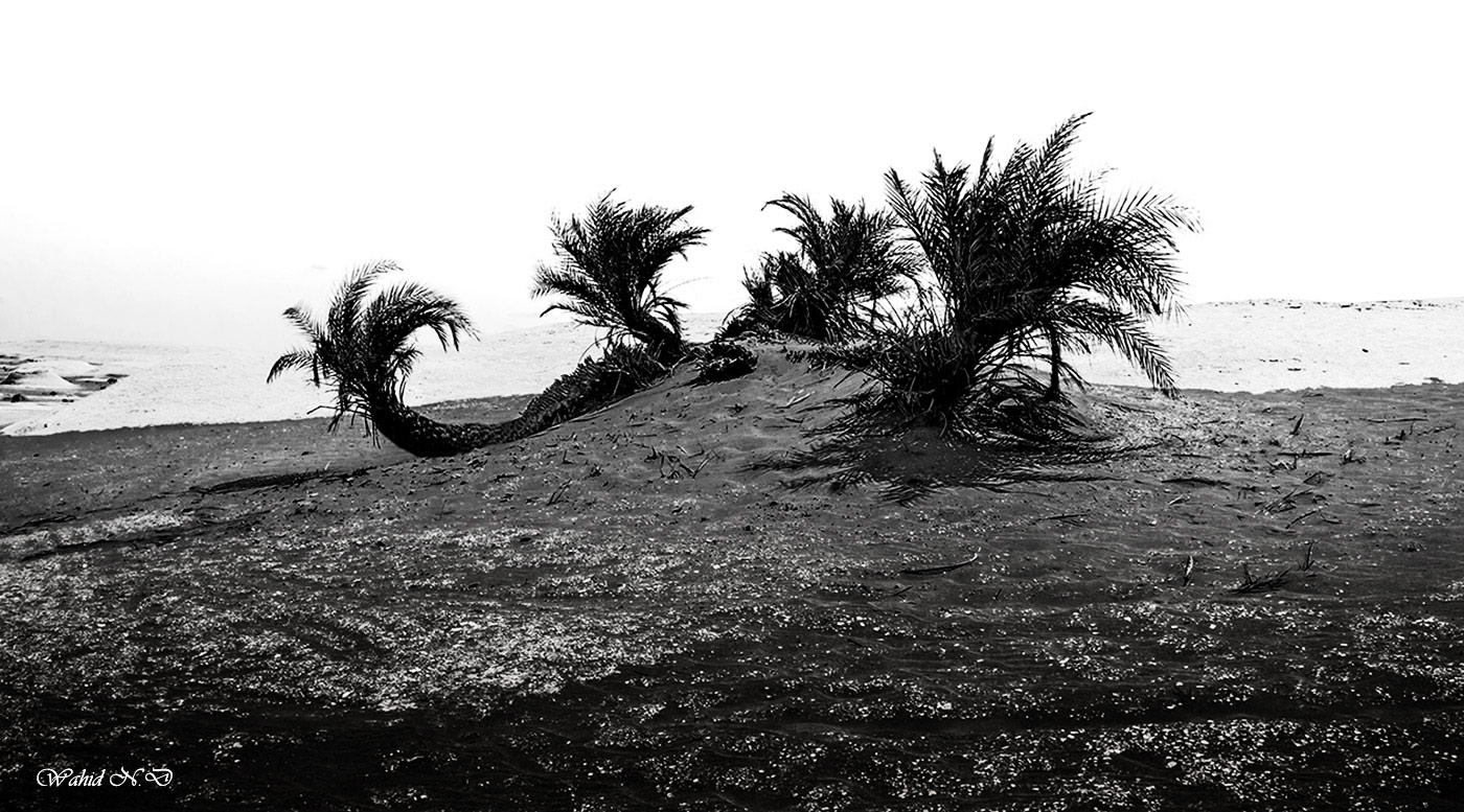 photo "Harshness" tags: landscape, nature, black&white, Africa, desert