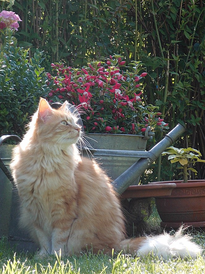 photo "Frida is in the garden" tags: macro and close-up, nature, city, Bremen, Europe, pets/farm animals