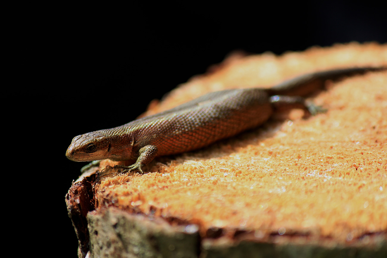 фото "Lizard" метки: природа, макро и крупный план, Estonian nature, lizard