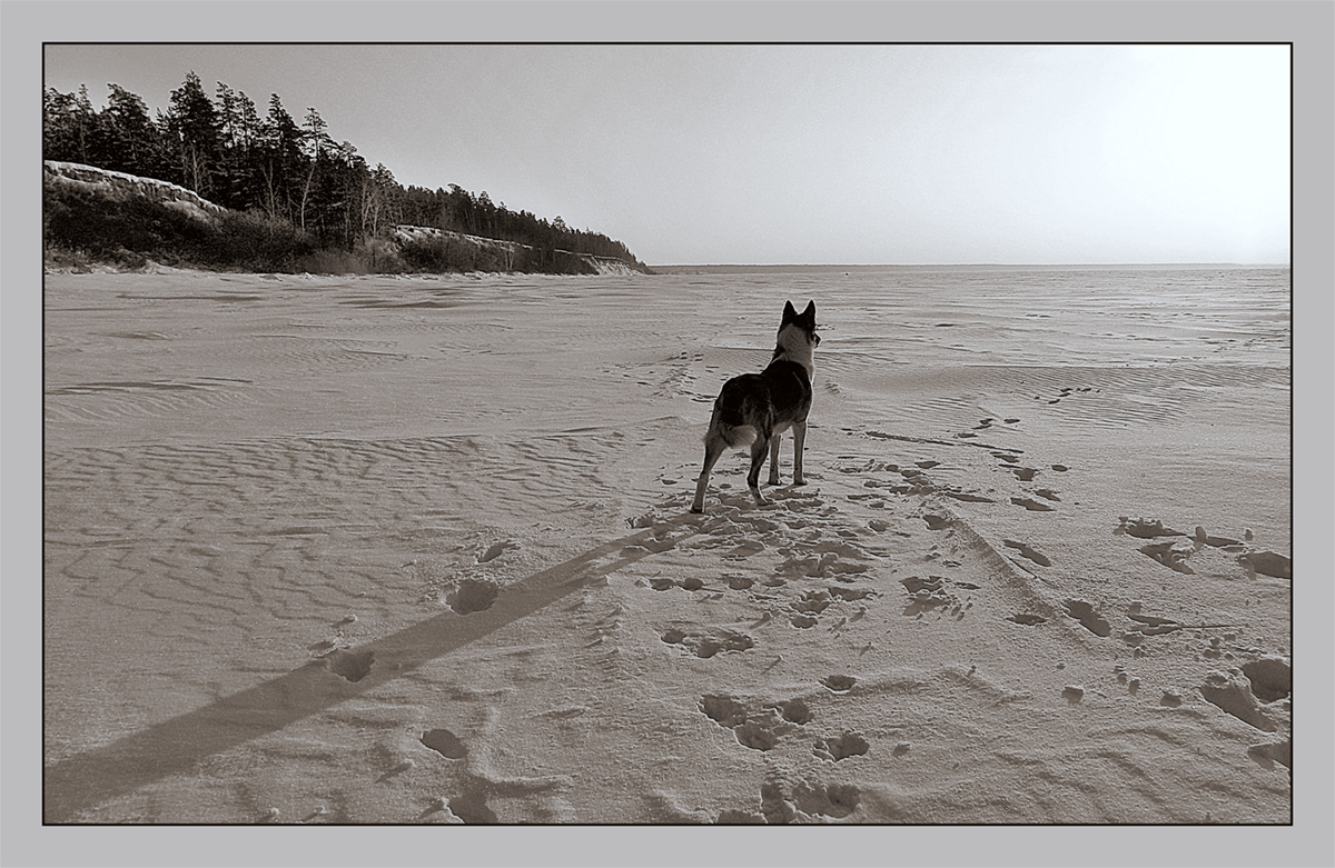 photo "***" tags: landscape, nature, black&white, pets/farm animals, sunset, winter