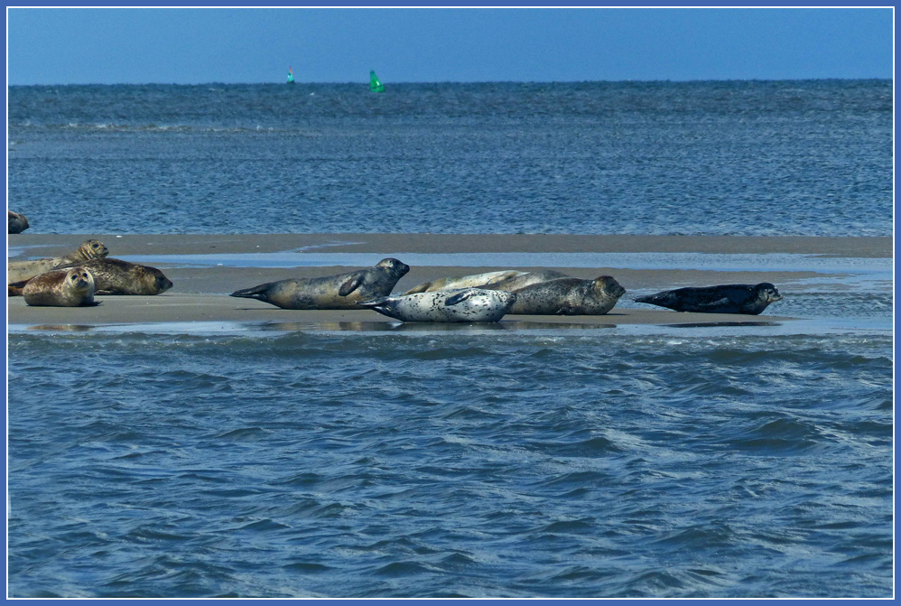 photo "Seals" tags: nature, 