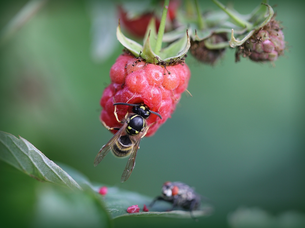 photo "Dolce vita - 2" tags: nature, macro and close-up, оса