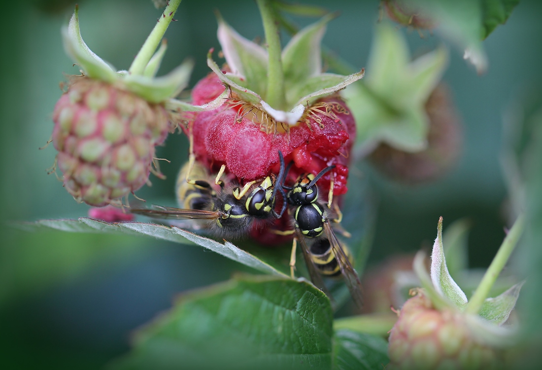 photo "Dolce vita - 3" tags: nature, macro and close-up, осы