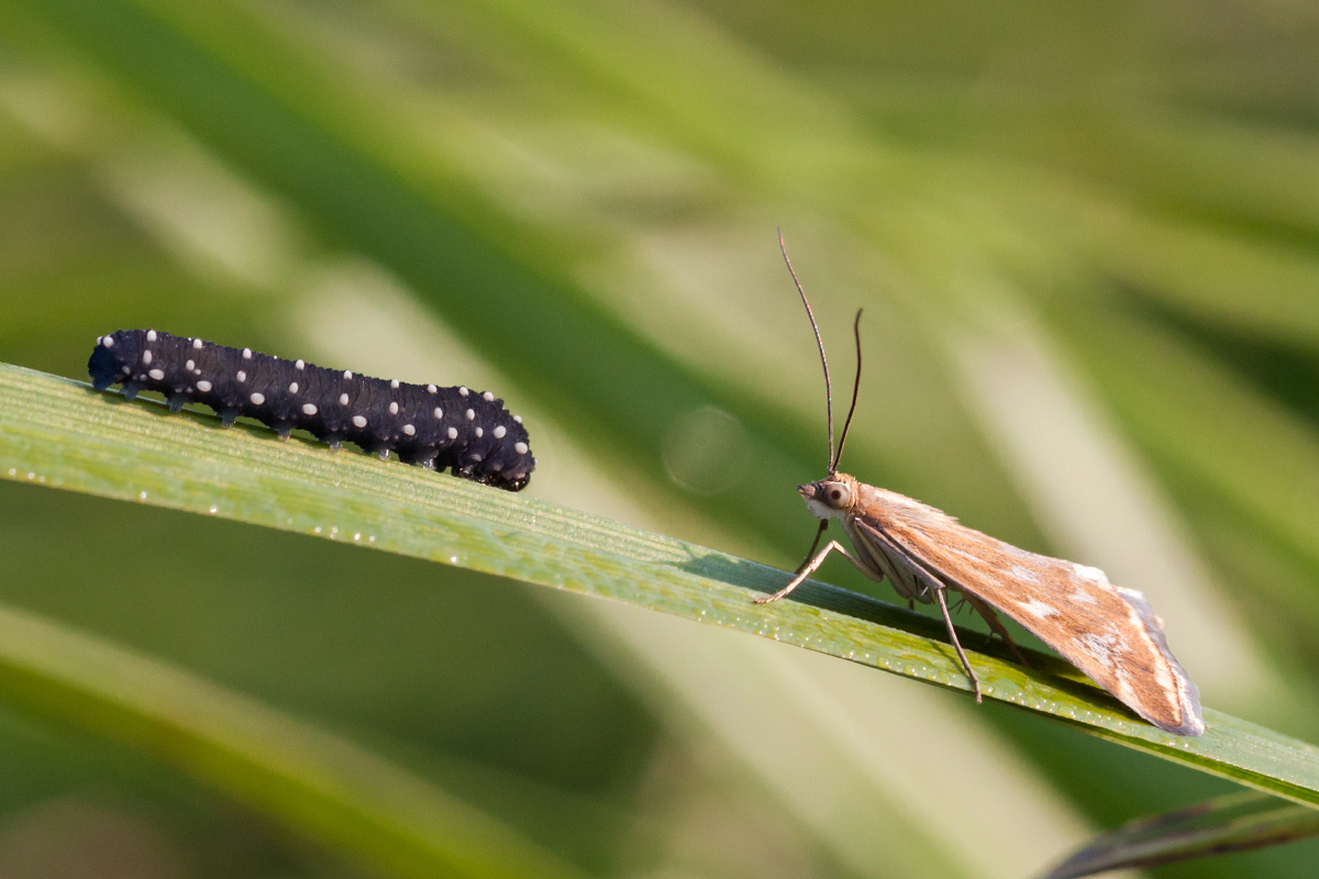 фото "***" метки: макро и крупный план, природа, бабочка, гусеница, трава