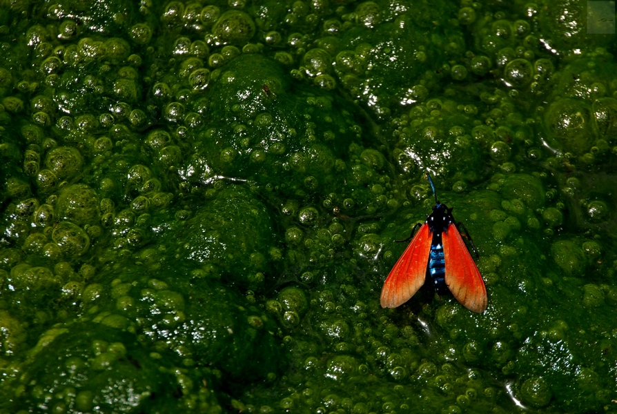photo "***" tags: nature, travel, bug, green