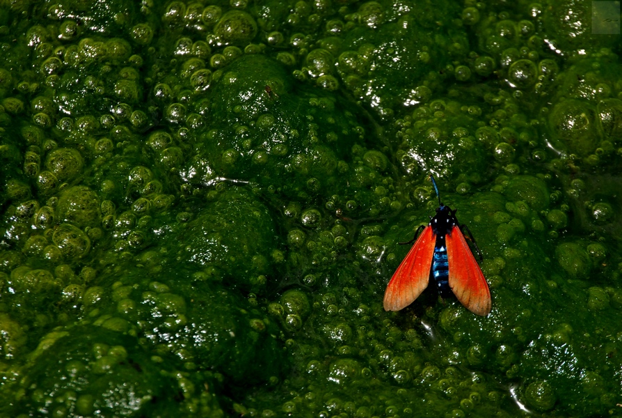 photo "***" tags: nature, travel, bug, green