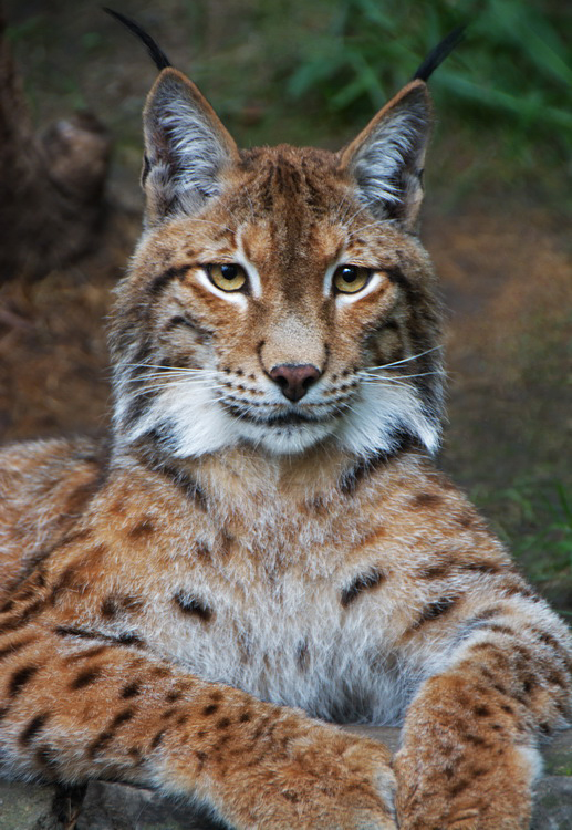 photo "Touching The Wild, Nature" tags: portrait, nature, Aleksandar Srbija animals