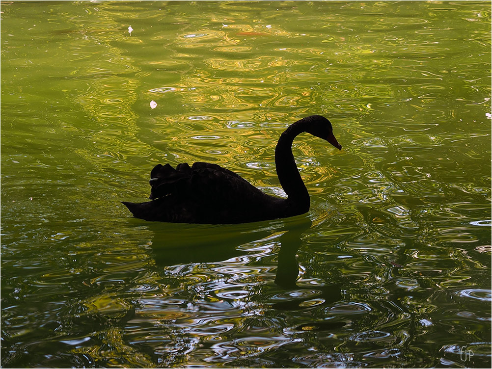 фото "Loneliness of Black Beauty" метки: природа, Swan