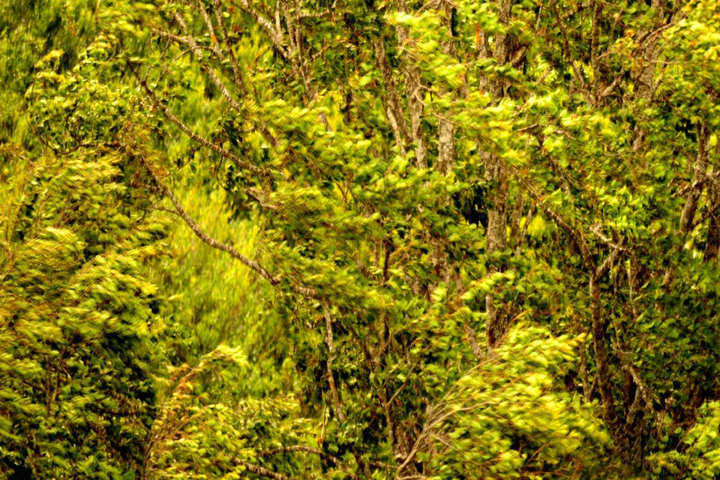 photo "vertigo" tags: nature, Art, artistic, digital, forest, green, photography, vegetal, wood