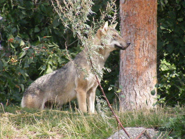 photo "Wolf" tags: nature, 
