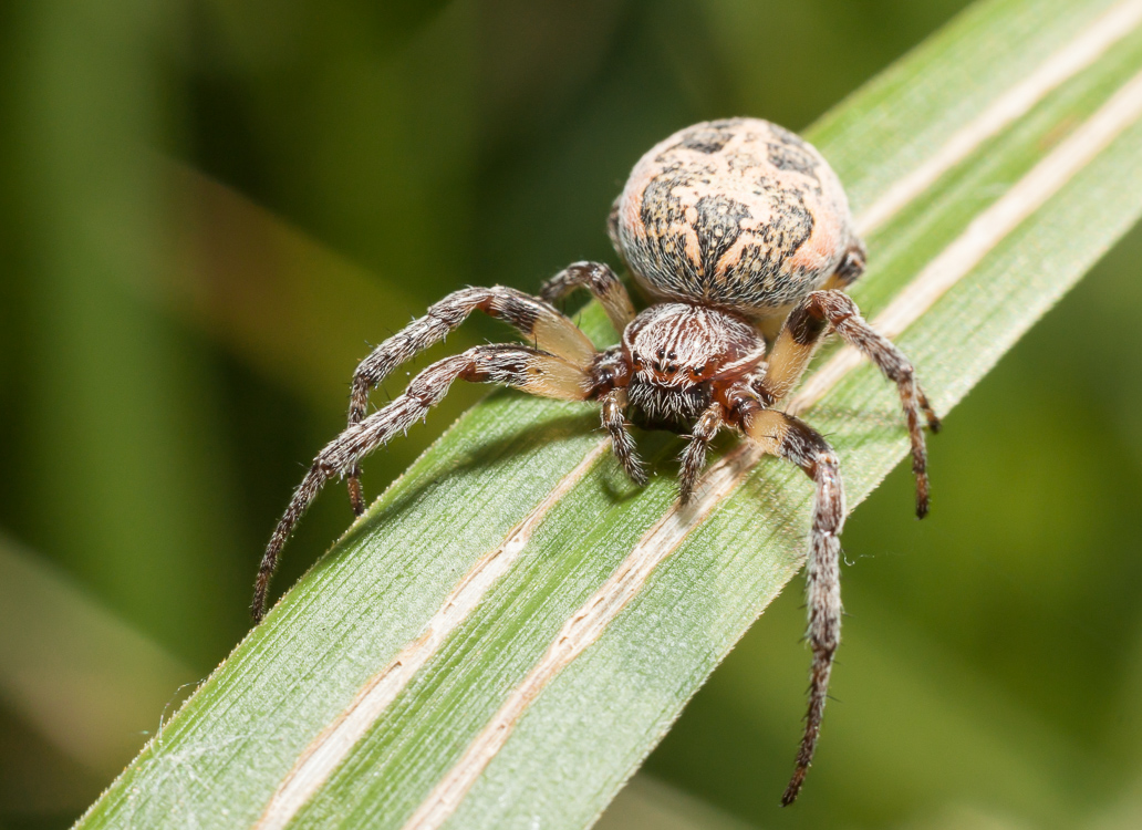 photo "***" tags: macro and close-up, nature, grass, spider