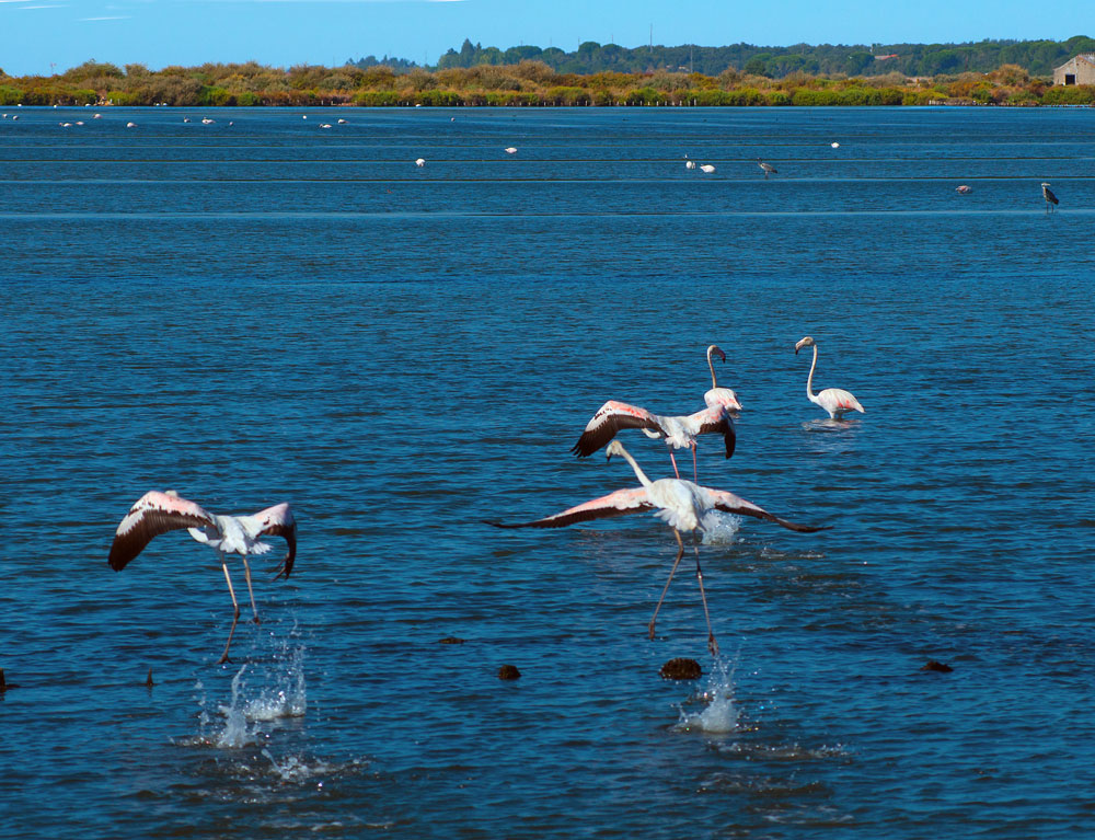 photo "Take Off" tags: nature, landscape, panoramic, Europe, Tagus, Tejo, animals, beauty, birds, estuary, portugal, summer, water, wild animals