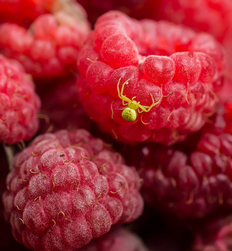 photo "Raspberry paradise" tags: macro and close-up, макро малина паук