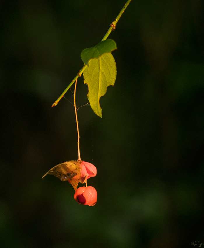 photo "***" tags: macro and close-up, autumn, forest, sunset