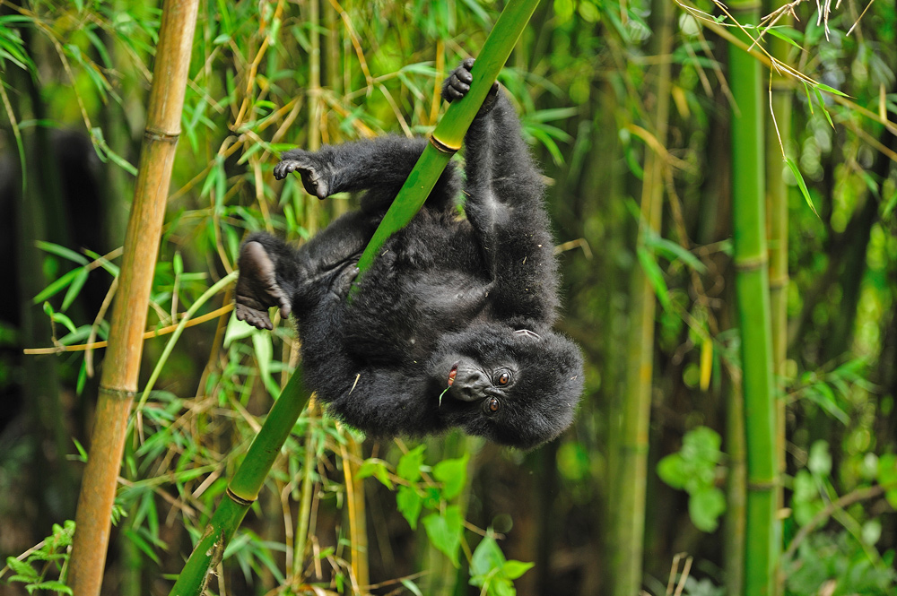 фото "Acrobat" метки: природа, путешествия, 