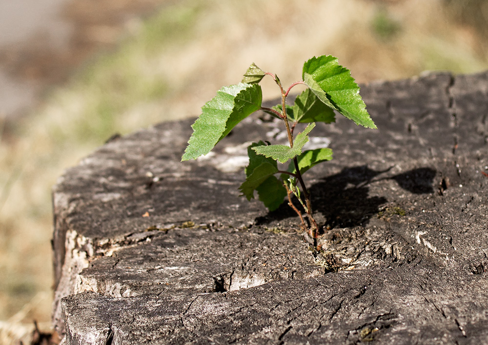 photo "***" tags: nature, неизбежность