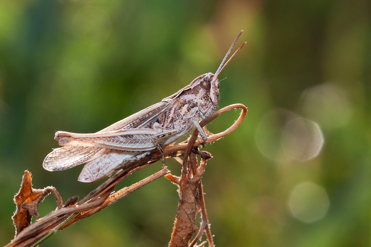 photo "***" tags: macro and close-up, кузнечик