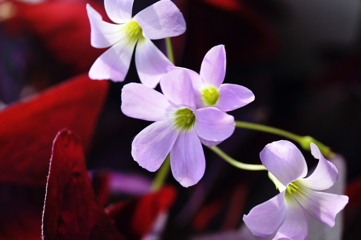 photo "***" tags: , 