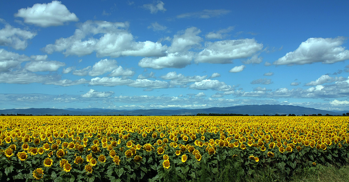 photo "***" tags: landscape, clouds, romania, summer, sunflower, yellow