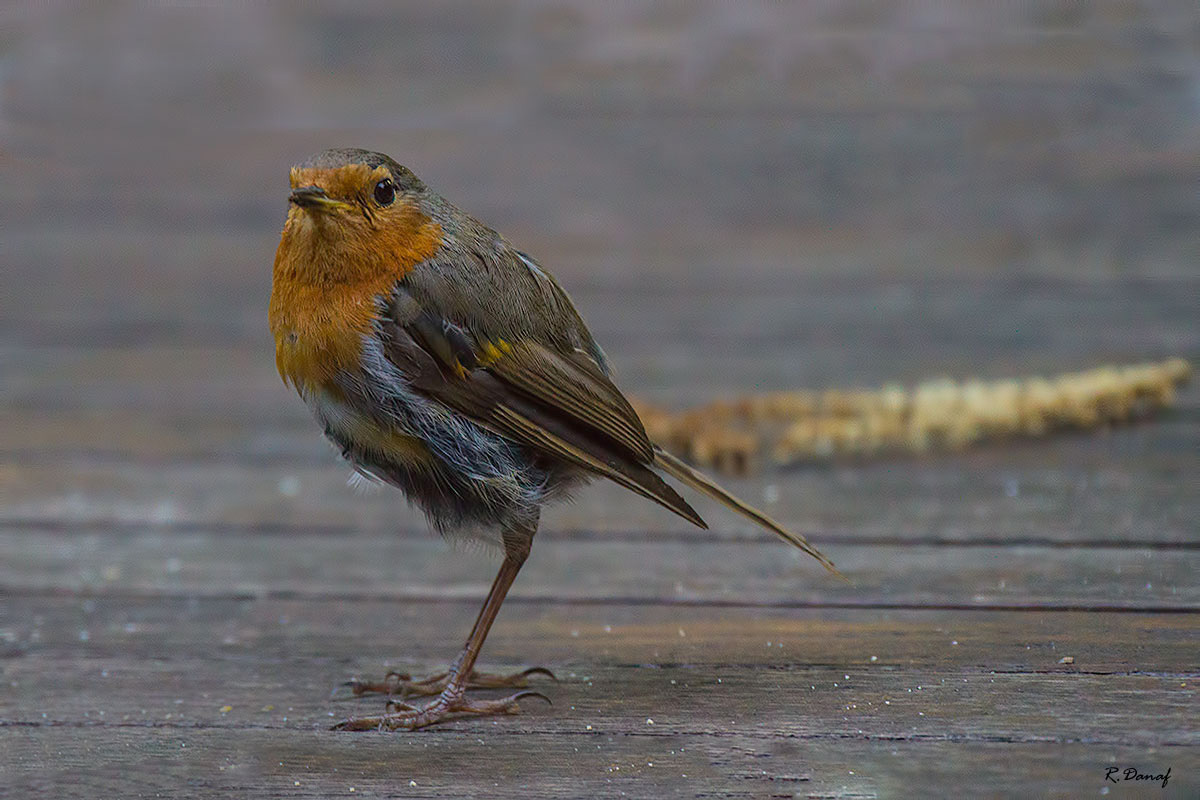 фото "Robin" метки: природа, 