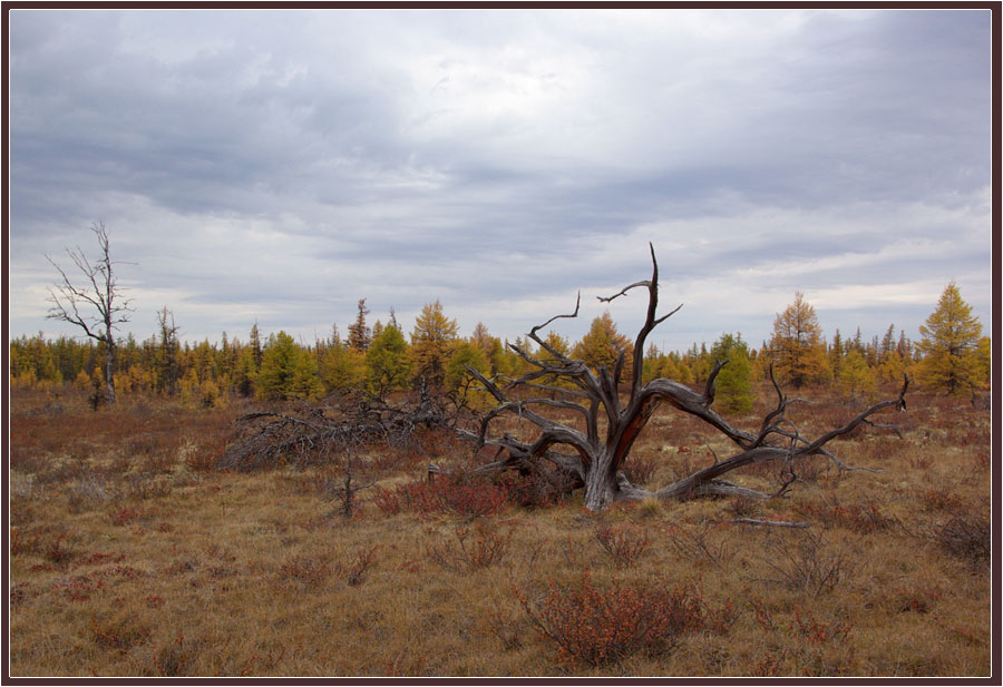 фото "Северная осень" метки: пейзаж, Якутия, коряга, осень, тайга