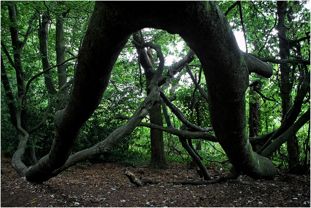 фото "Почти по Свифту..." метки: природа, вид снизу, дерева