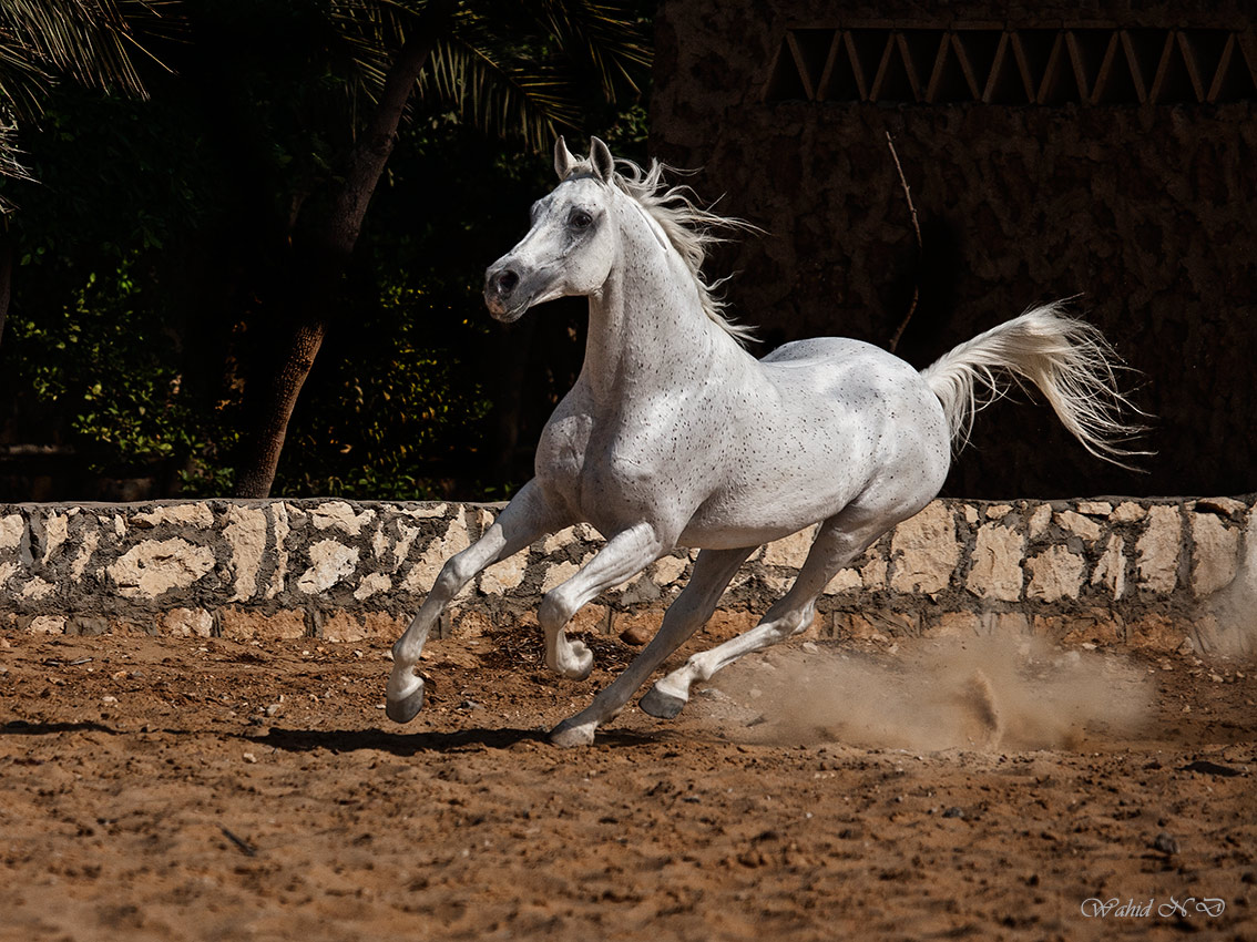 photo "Arabian Beauty..2" tags: sport, portrait, reporting, Africa, Horses