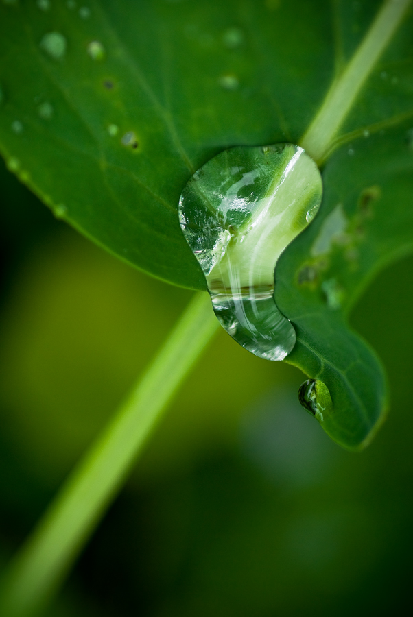 photo "***" tags: macro and close-up, 