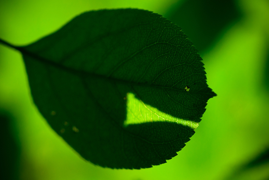 photo "***" tags: macro and close-up, 