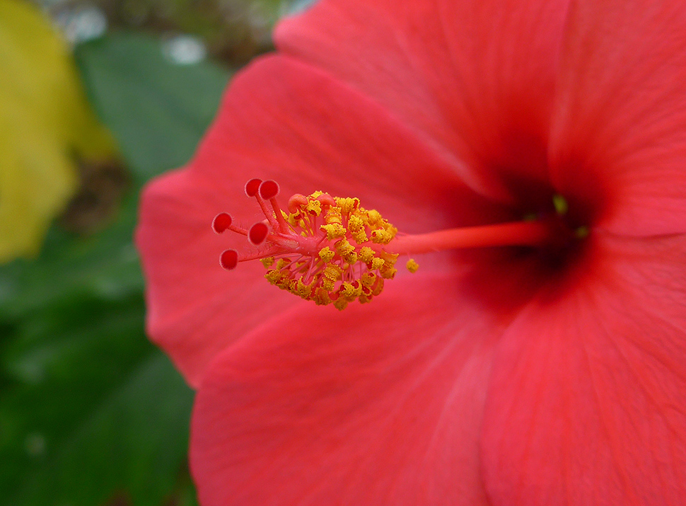 photo "Yellow and Red" tags: nature, macro and close-up, fragment, 