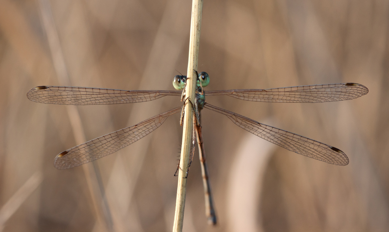 photo "***" tags: macro and close-up, grass, morning, стрекоза