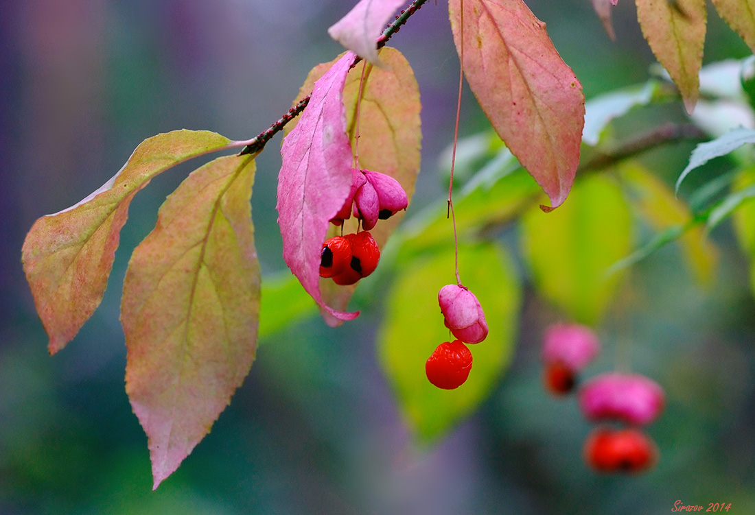 photo "Euonymus" tags: nature, macro and close-up, 