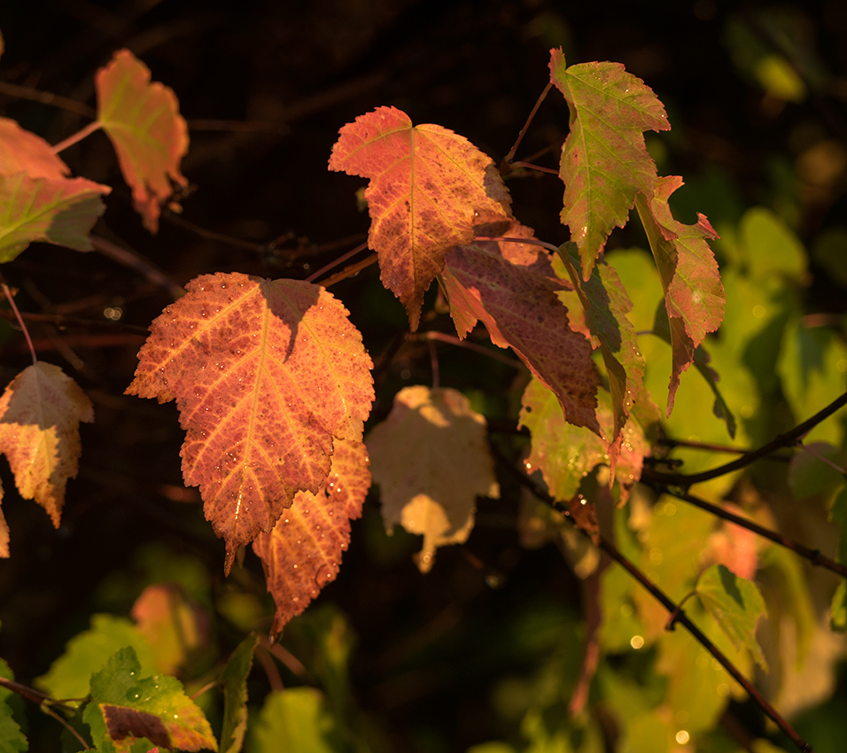 photo "***" tags: macro and close-up, autumn
