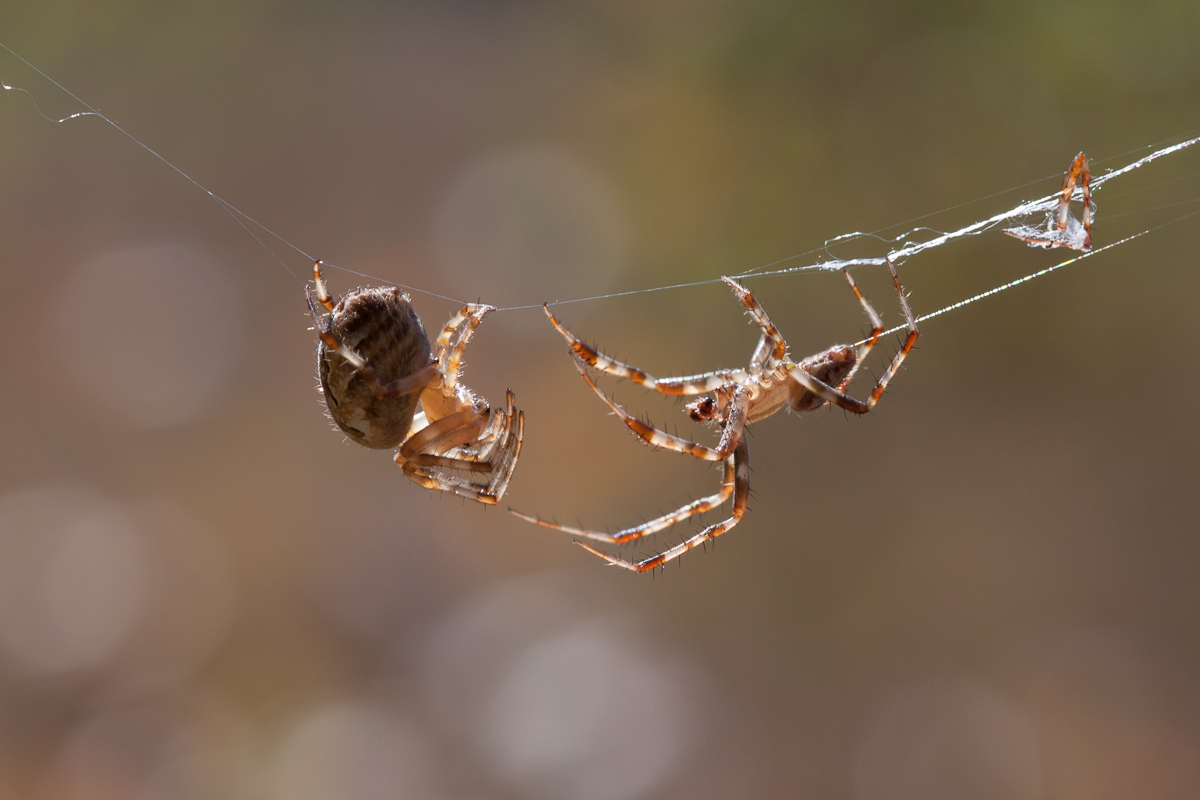 photo "***" tags: macro and close-up, 