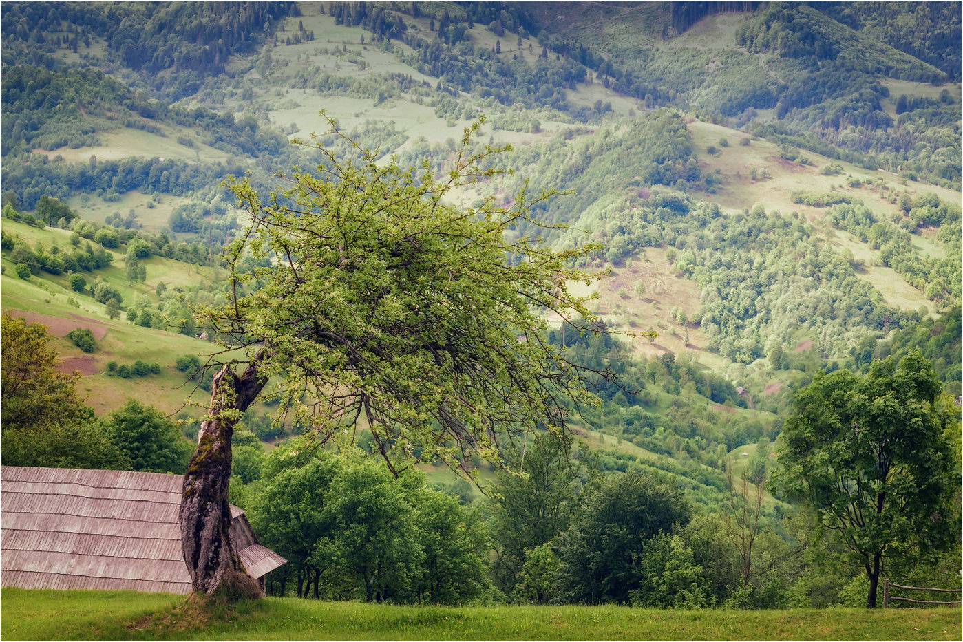 photo "***" tags: landscape, travel, nature, morning, mountains, tree, Карпаты, закарпатье, склоны