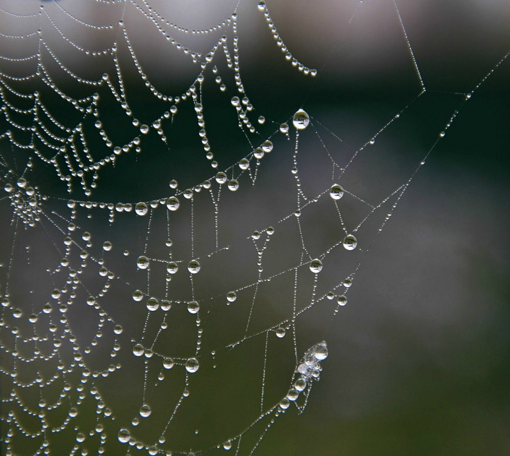 photo "***" tags: macro and close-up, 