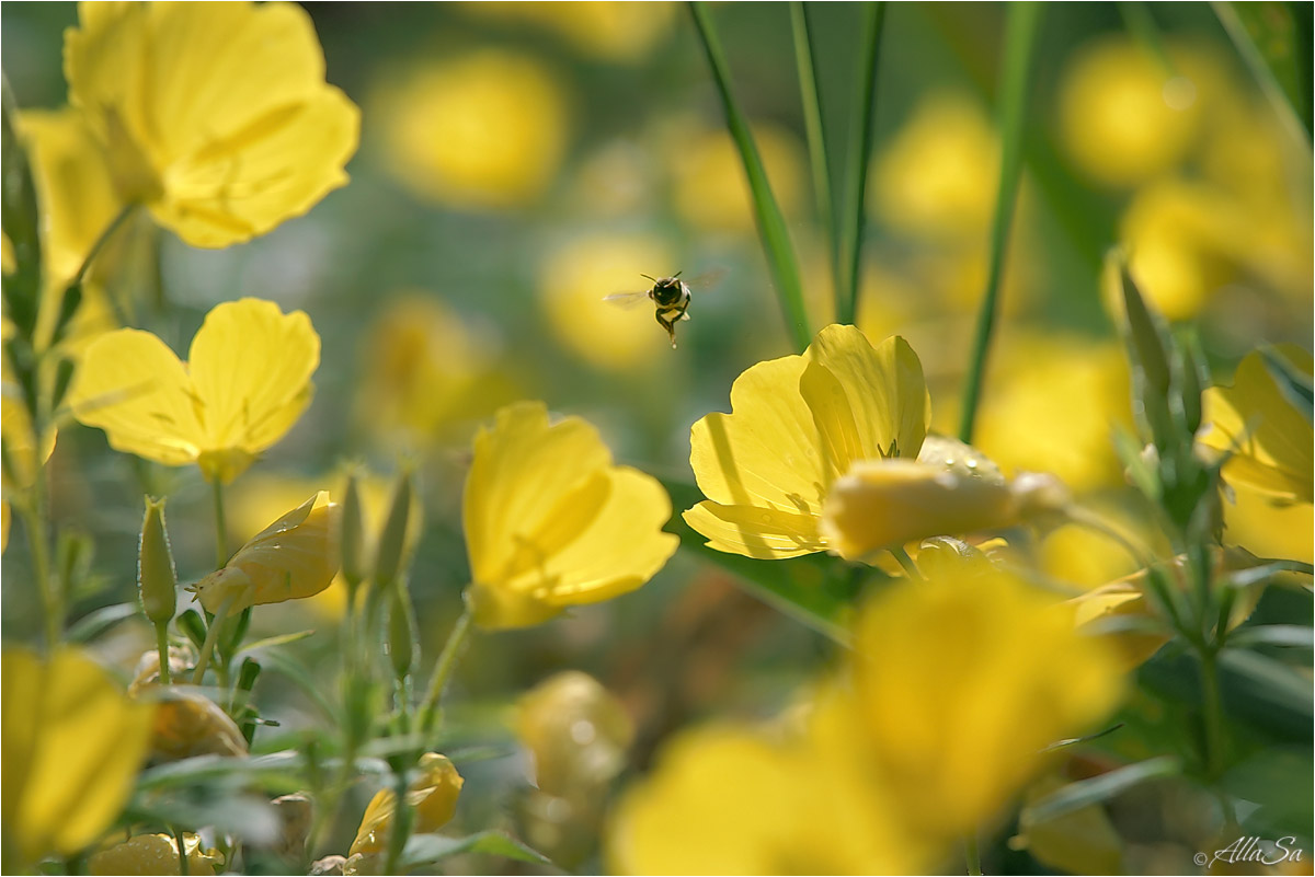 фото "Потирая лапками, пчела весело жужжала летнюю песенку" метки: природа, фрагмент, 