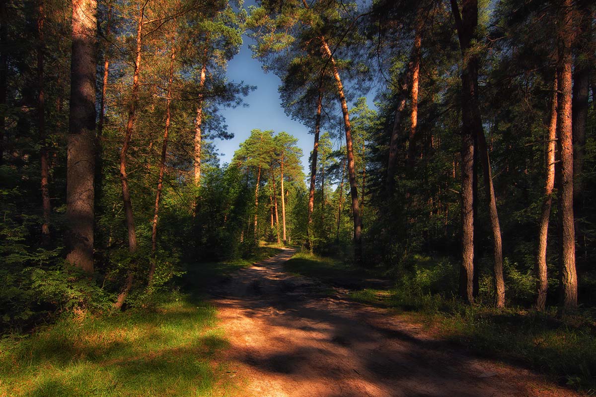 photo "***" tags: landscape, forest