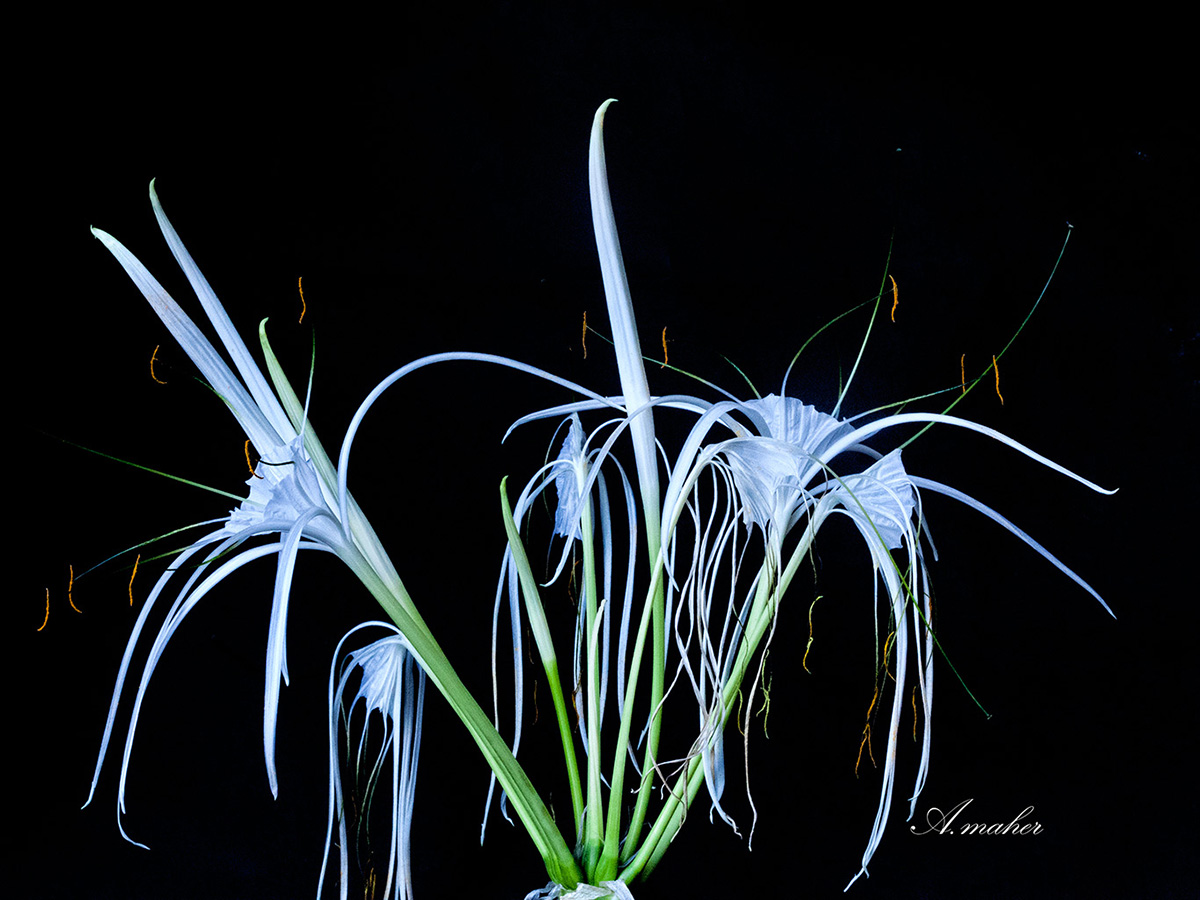 photo "White narcissus" tags: macro and close-up, Macroclose up