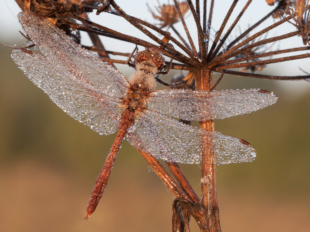 photo "***" tags: macro and close-up, nature, morning, sun, роса, стрекоза